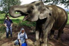 亚洲象:亚洲体型最大的陆地动物(单是象牙就长一米)