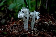 传说中最神秘的花：水晶兰（野生数量少）
