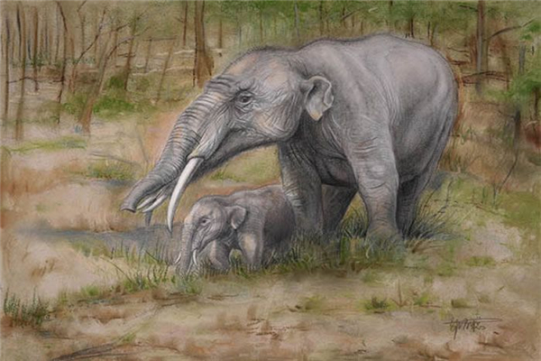 四棱齿象与现代象极为相似 堪称当时最大的哺乳动物