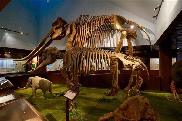 黄河象300万前被埋于黄河底 牙齿占身体的一半(长达4米)